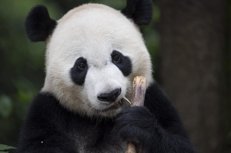 Bei Bei, el panda gigante, come bambú. 