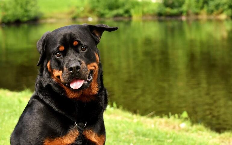 Es importante mantener una buena hidratación porque de acuerdo al grado de deshidratación que tenga la mascota podría tener riesgos de que padezca ciertas enfermedades o desequilibrios.