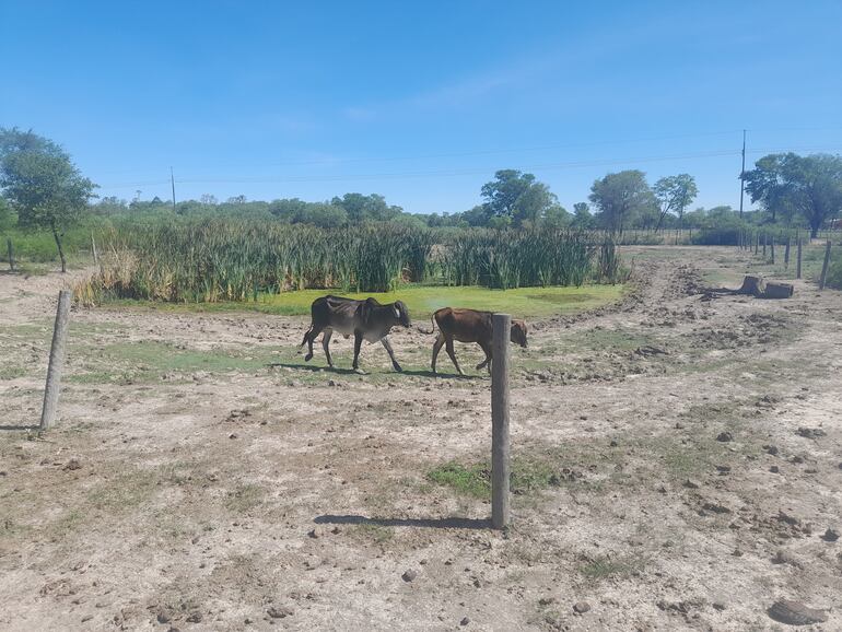 Los viejos tajamares de los pequeños ganaderos no logran acumular mucha agua en los días de lluvias.