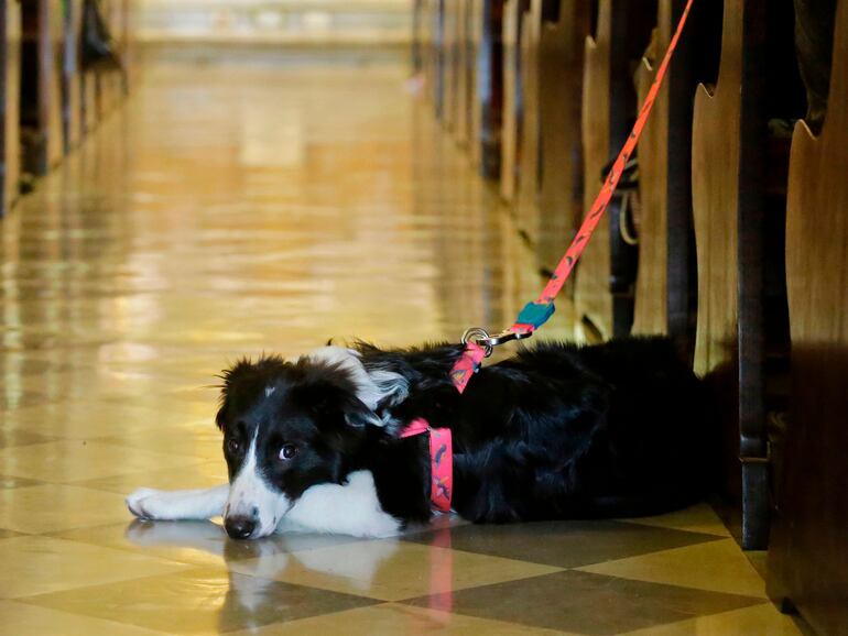 Las mascotas son una responsabilidad de cada dueño, no corresponde exponerlos a peligros, por lo tanto es mejor siempre prevenir que lamentar.