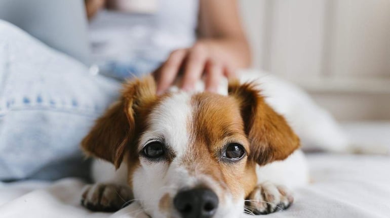 Cuando se acaricia a un animal doméstico, el cuerpo libera oxitocina, una hormona que tiene un efecto calmante en tu cerebro, ya que reduce el estrés y la ansiedad.