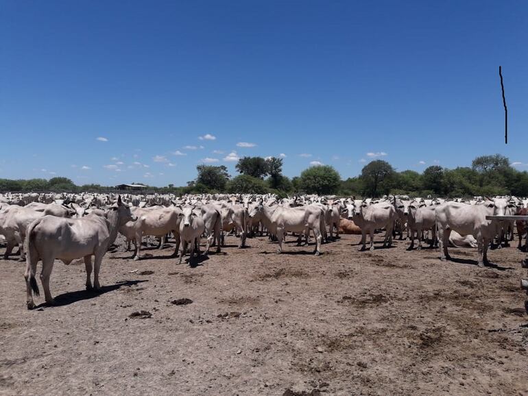 Senacsa adjudicó la adquisición de caravanas electrónicas que se utilizarán en la implementación del Sistema de Identificación Animal del Paraguay (SIAP).