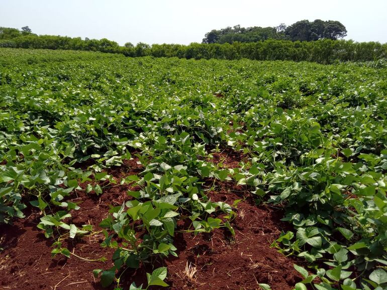 Un campo de cultivo de la soja en Alto Paraná.