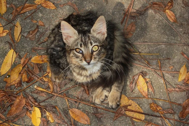 Toxoplasmosis: Las mujeres embarazadas deben observar particular higiene en su relación con los gatos, ya que éstos pueden contagiarlas. El médico veterinario es fuente de consulta sobre las medidas de prevención primaria que debe tener la mujer embarazada.