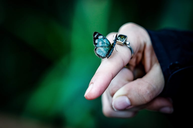 Una mariposa se posa en la mano de una persona en el Parque Nacional del Iguazú hoy, en Puerto Iguazú (Argentina).