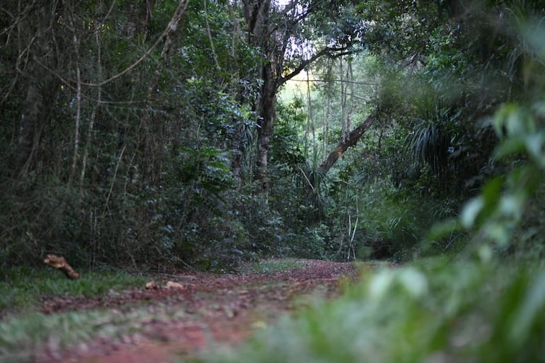 La caza ilegal se habría perpetrado en la reserva biológica Itabó. (Imagen de archivo)