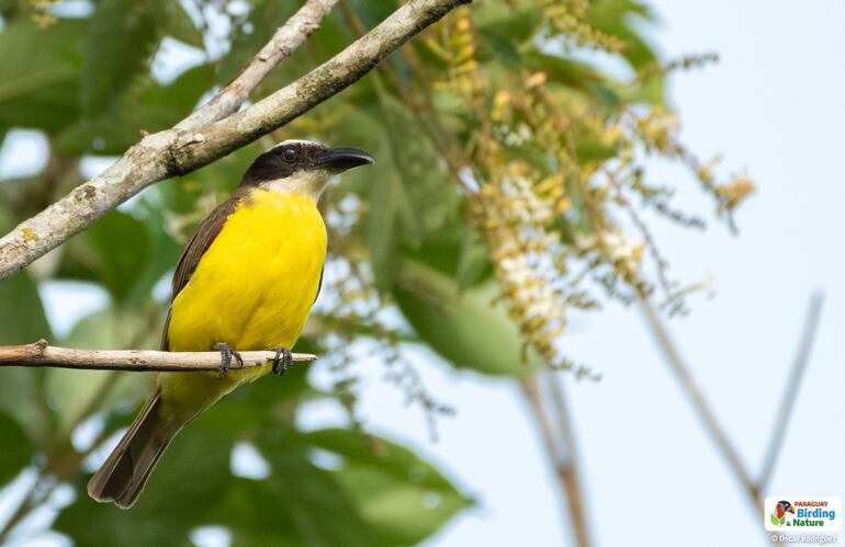 La correcta arborización es esencial es esencial para la conservación de aves en las ciudades. 