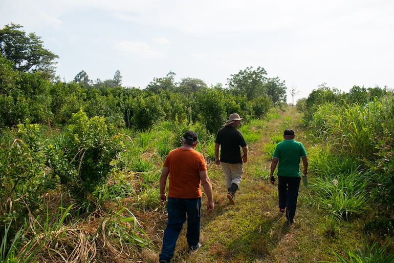 Yerbateros acusan la perdida de toneladas de producción.