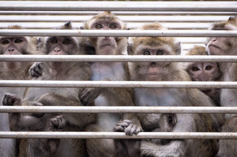 Un grupo de macacos (Macaca fascicularis) en el centro de primatorología de la Universidad de Estrasburgo.