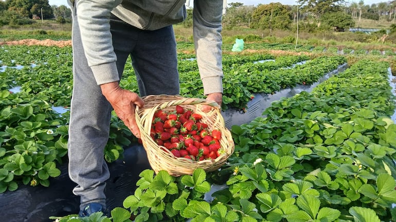 Productor de Areguá cosechando las frutillas de la temporada 2024.