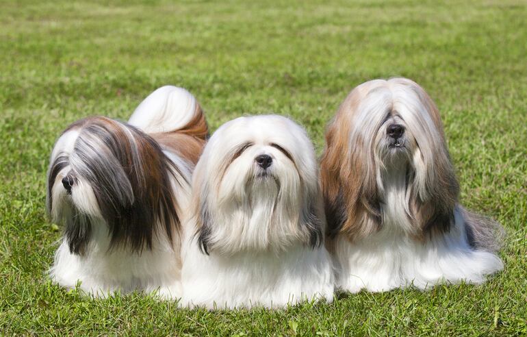 Perro de raza Lhasa Apso.