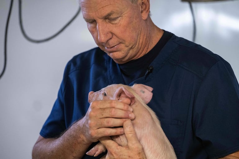 Dave Ayares, presidente y director científico de Revivicor, sostiene a un joven cerdo genéticamente modificado en la granja de investigación Revivicor en Blacksburg, Virginia.