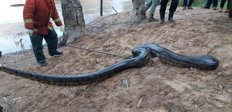 Víbora de varios metros de longitud rescatada por bomberos voluntarios de Santa Rosa del Aguaray.