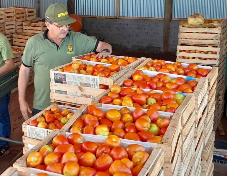 Un inspector del Senave, observa la calidad del tomate en una depósito de productores nacionales.