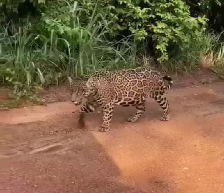 El ejemplar de jaguareté caminaba tranquilamente por el camino de tierra.