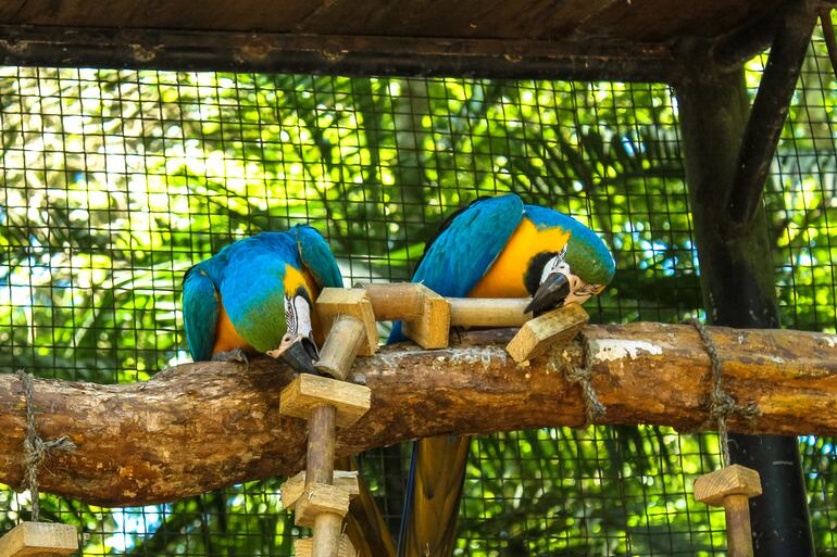 Fauna en el Parque Nacional Iguazú, de Foz  de Iguazú, Brasil.