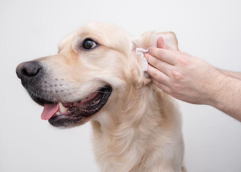 Limpieza de oreja a un perro.