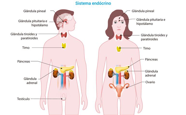 Enfermedades endócrinas y metabólicas.