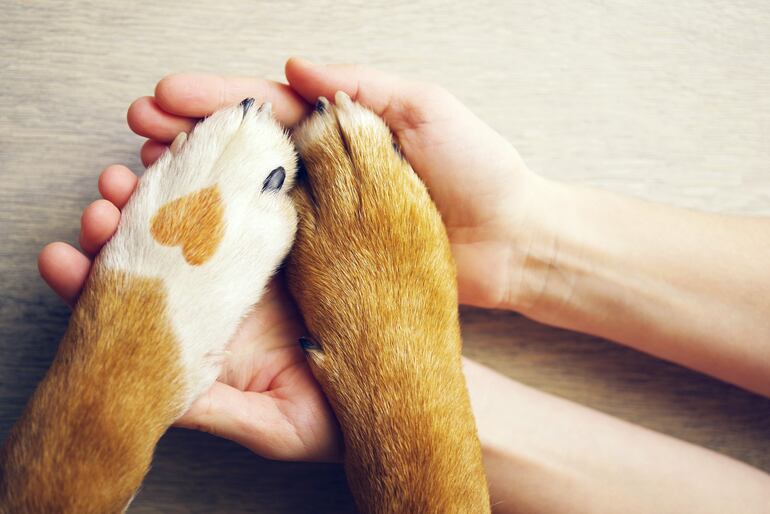 Tener mascotas incrementa las endorfinas y mejora el estado de ánimo de las personas, dice un estudio.