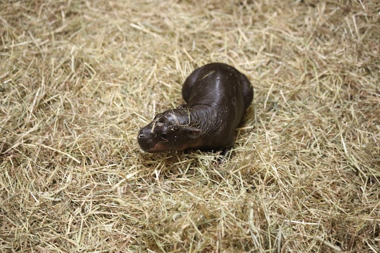 Una pequeña cría hembra de hipopótamo pigmeo, apodada 'Haggis', nació en el zoológico de Edimburgo y ya se la conoce como la 'Moo Deng' escocesa, después del ejemplar tailandés que se hizo viral en redes sociales.