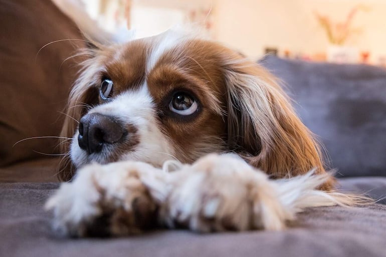 El parvovirus puede afectar a perros vacunados. pero mas gravemente a perros no vacunados, es una enfermedad altamente contagiosa que afecta al sistema digestivo y que puede ser letal.