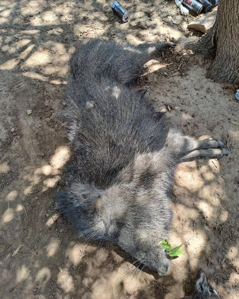 Dos Policías de Teniente Irala Fernández son investigados por caza furtiva de animales silvestres. Entre los animales identificados se encuentra un ejemplar de Tagua, que está en peligro de extinción.