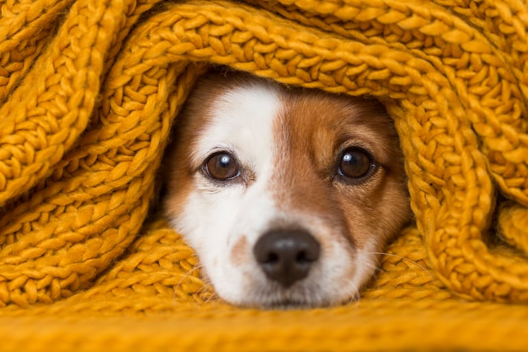 Envuelto en una mantita de lana, este perro se protege del frío.