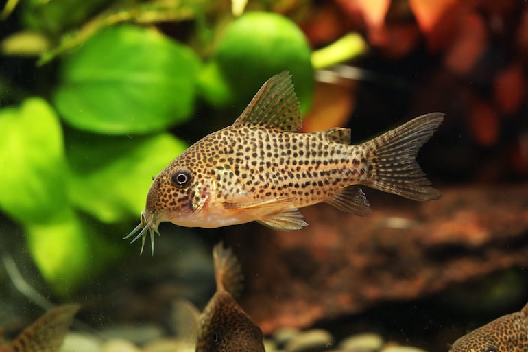 Pez bagre Guaraná (Corydoras eversi).