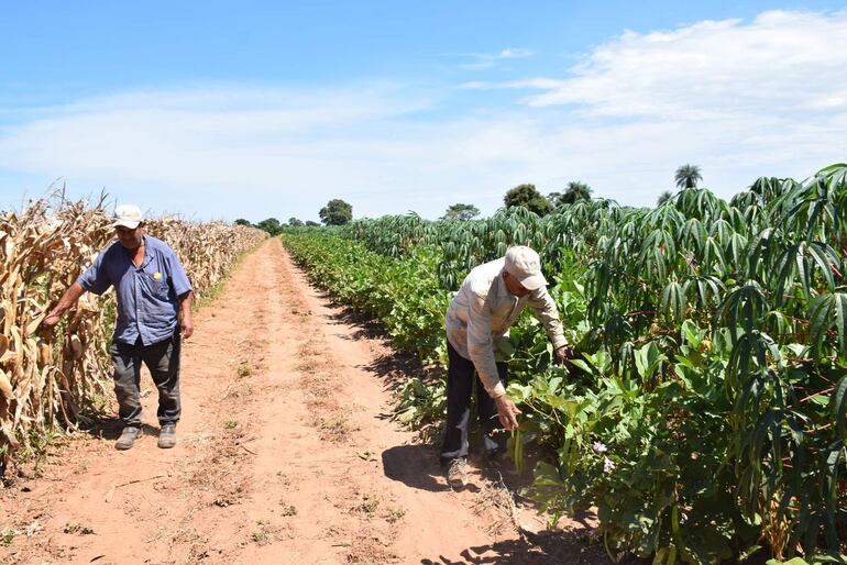 Cultivo de maíz y de mandioca con abono verde en la finca de Trifón Ruiz Díaz.