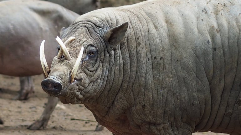 Babirusa o cerdo salvaje.