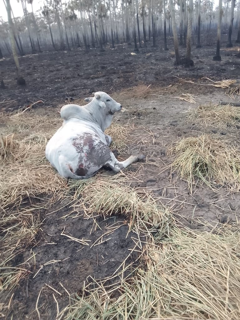 Un animal con quemaduras en una zona afectada por los incendios.