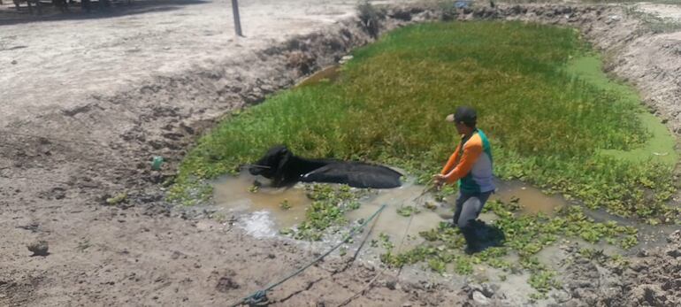 Un pequeño ganadero hace todo lo posible para sacar a su animal, preso en el lodazal del tajamar.