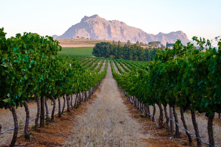 Paisaje vitícola al atardecer con montañas en Stellenbosch, cerca de Ciudad del Cabo, Sudáfrica.