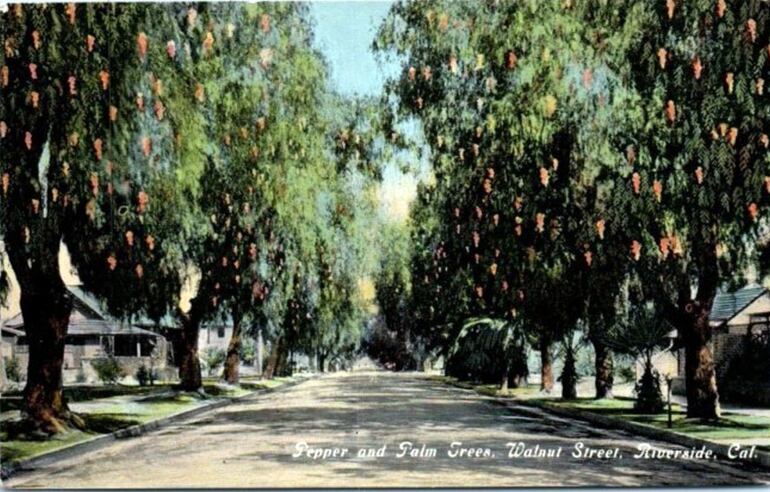 Árboles de pimienta en Walnut Street, Riverside, California (Postal).