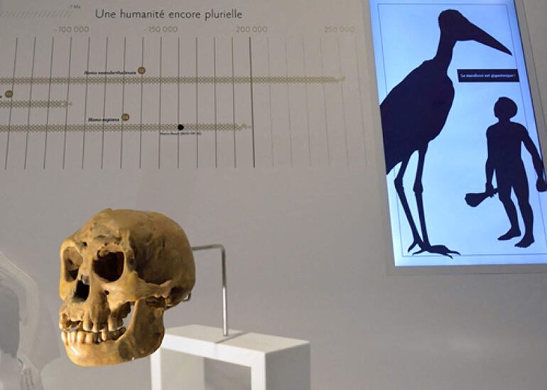 Un molde de un cráneo de Homo floresiensis (Homme de Flores) en el Musee de l'Homme en París. El descubrimiento de un pequeño hueso del brazo sugiere que un antiguo humano apodado "hobbits" sólo se redujo a su diminuto tamaño después de llegar a una isla de Indonesia hace un millón de años, dijeron científicos el martes.