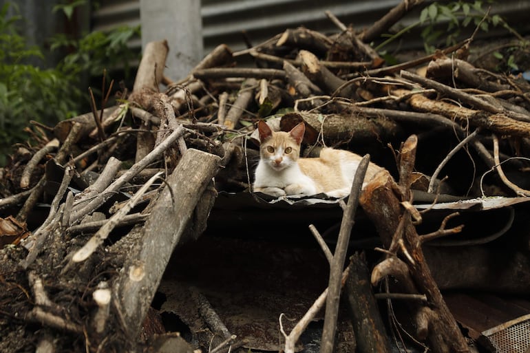 Un gato entre ramas y trozos de madera.