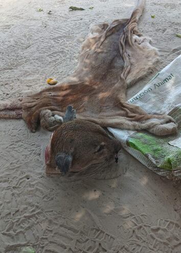 Un puma fue faenado en el Chaco. Tres personas fueron aprehendidas.