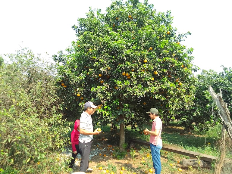 Los miembros de la familia Duarte de la colonia Navidad de 25 de Diciembre, señalaron que el principal rubro de ingreso, es la producción de la naranja