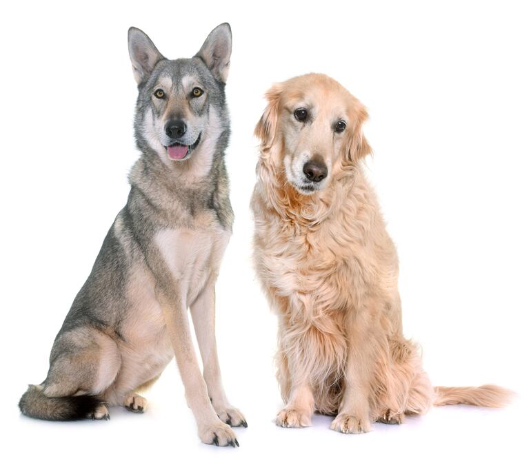 Perro lobo de Saarloos y un golden retriever.