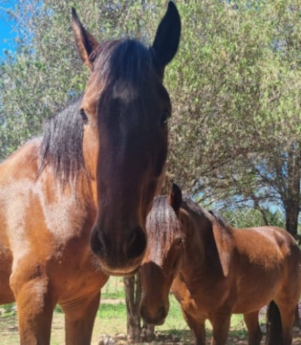 Denuncian el robo de dos caballos en Emboscada.