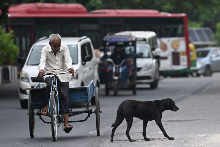 Nueva Delhi, que tiene miles de perros callejeros, se embarcó en una gran operación para reducir su número antes de septiembre, cuando albergará la cumbre del G20.