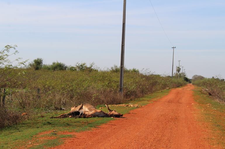 Este es el panorama en el camino a una de las localidades inundadas en Ñeembucú. La cantidad de animales muertos es prácticamente incontable, pues las autoridades piden a los pobladores de escasos recursos que vayan a las oficinas para hacer el reporte.