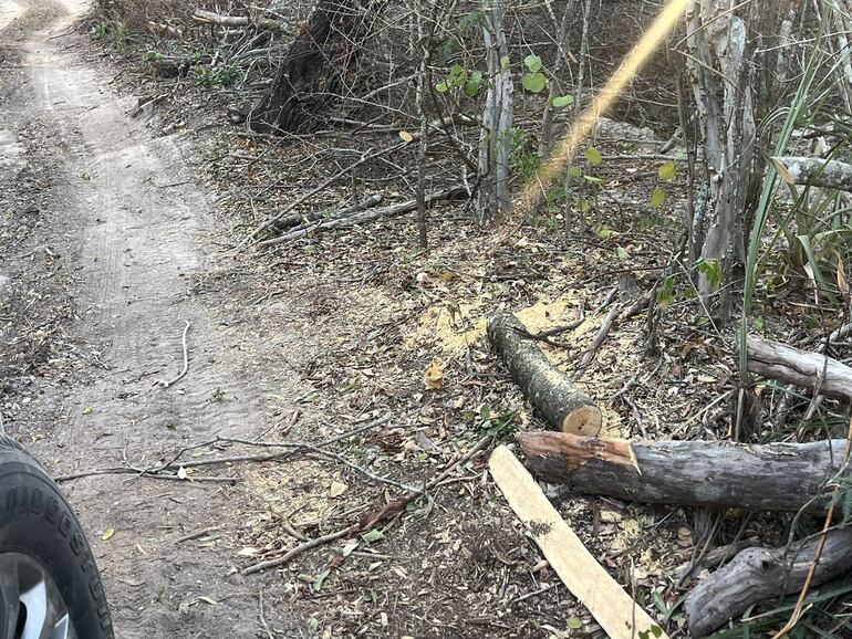 Tala de árboles en Bahía Negra (gentileza de la Fiscalía)