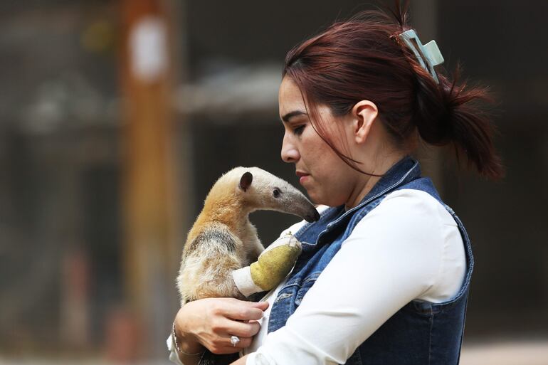 Una cuidadora junto a una cría de oso hormiguero rescatado de los incendios forestales en Santa Cruz (Bolivia). 