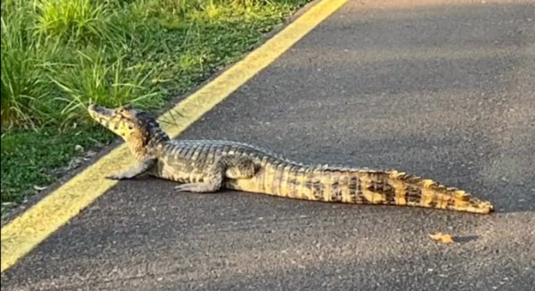 Video de un caimán en el Parque Guasu: ¿qué hacer al ver a este u otros reptiles?