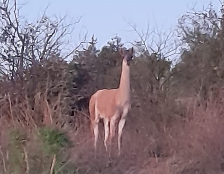 Los militares recorrían los Médanos del Chaco cuando vieron al guanaco.