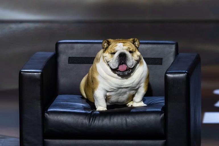 La bulldog Babydog dio así el salto a la fama a nivel nacional, aunque desde hace tiempo es ya una especie de celebridad local en Virginia Occidental.