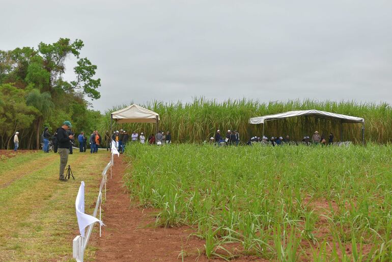 El día de campo de la caña se realizó en medio de los cultivos de la meteria prima, dentro de la propiedad de IPTA en Natalicio Talavera, Guairá.