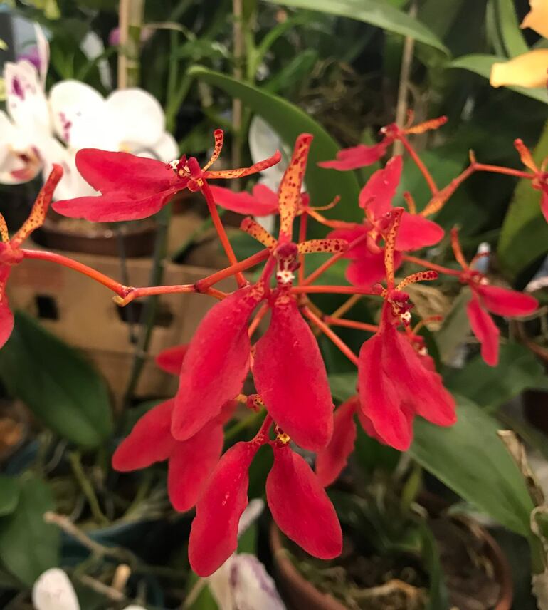 Una rara orquídea renanthera.