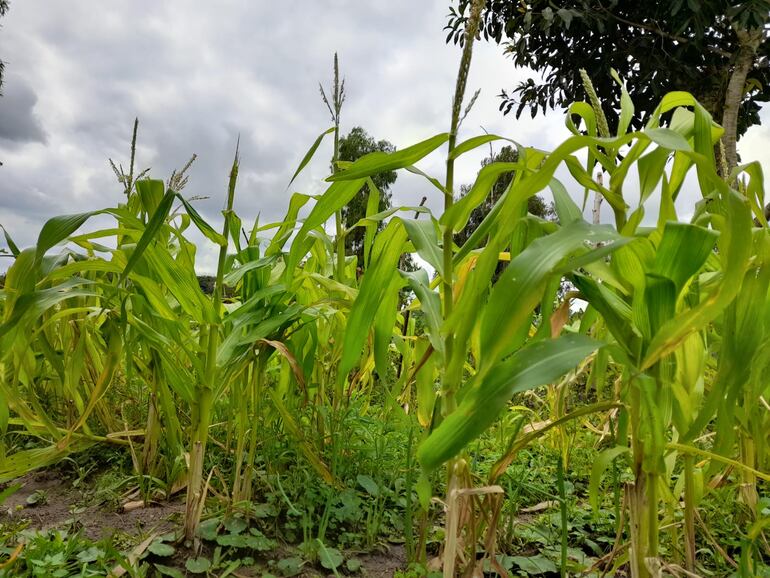 El informe del BCP señala que las condiciones climáticas adversas, como la sequía, afectaron el rendimiento de ciertos cultivos en el periodo reciente, por lo que el sector agrícola se revisó a la baja, explicado por un menor nivel de producción estimado para el maíz.